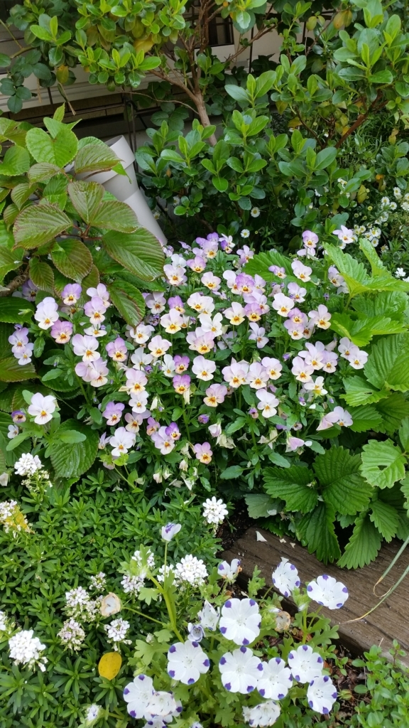 f:id:bellbell_kk:20180428002441j:plain f:id:bellbell_kk:20180428002441j:plain