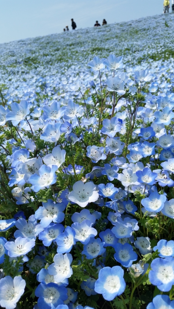f:id:bellbell_kk:20180428004346j:plain f:id:bellbell_kk:20180428004346j:plain