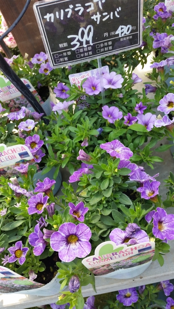 f:id:bellbell_kk:20180428011315j:plain f:id:bellbell_kk:20180428011315j:plain