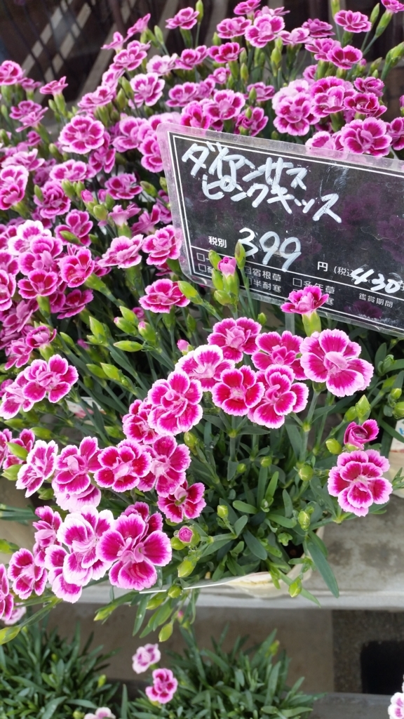 f:id:bellbell_kk:20180428011340j:plain f:id:bellbell_kk:20180428011340j:plain