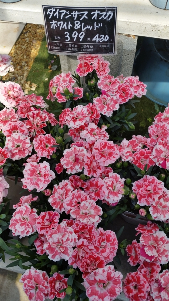 f:id:bellbell_kk:20180428011435j:plain f:id:bellbell_kk:20180428011435j:plain