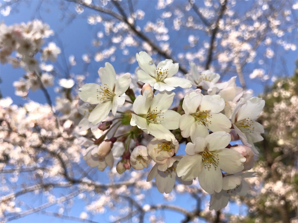 f:id:bellbelona39:20170504003948j:image
