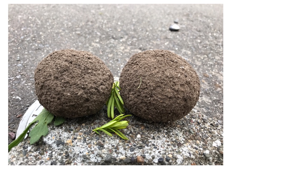 f:id:bellbelona39:20170627141556j:image f:id:bellbelona39:20170627141556j:image