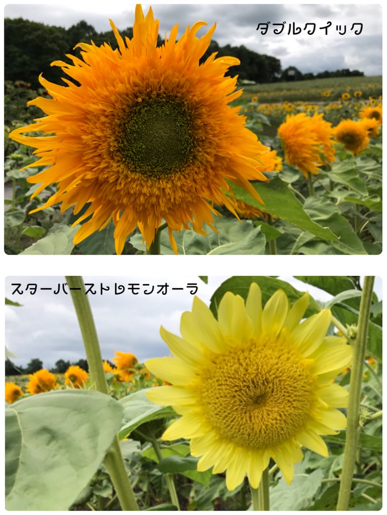 f:id:bellbelona39:20170818073347j:image