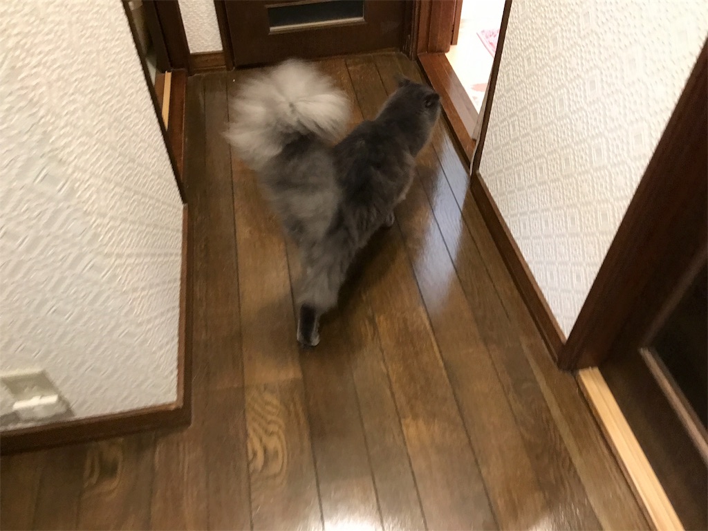 f:id:bellbelona39:20171026203218j:image f:id:bellbelona39:20171026203218j:image