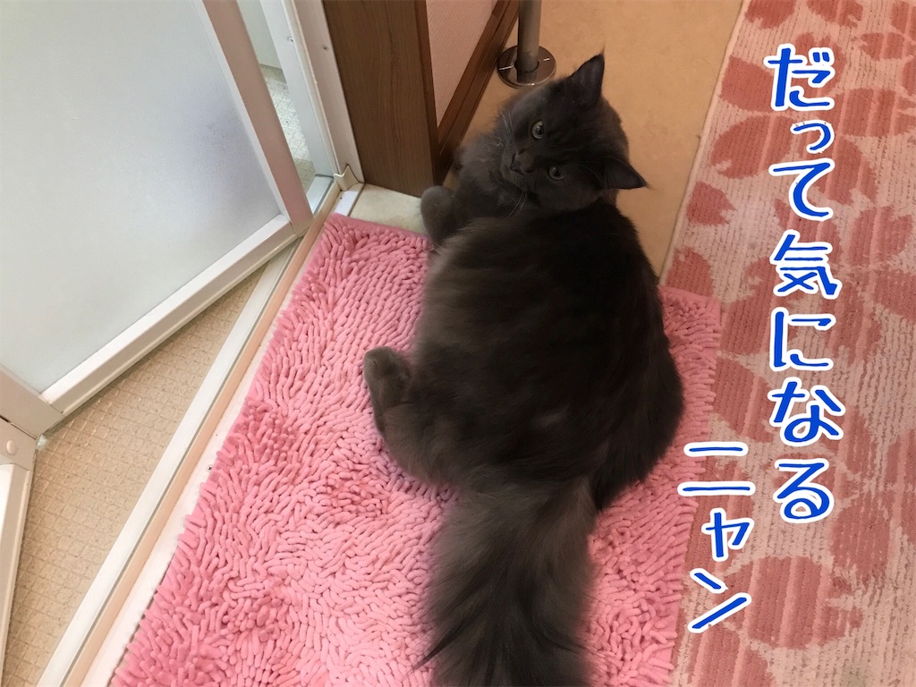 f:id:bellbelona39:20171026203305j:image f:id:bellbelona39:20171026203305j:image