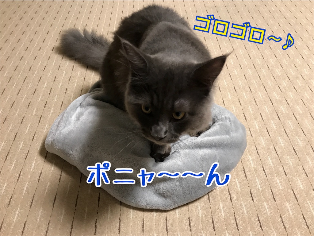 f:id:bellbelona39:20171028191928j:image f:id:bellbelona39:20171028191928j:image