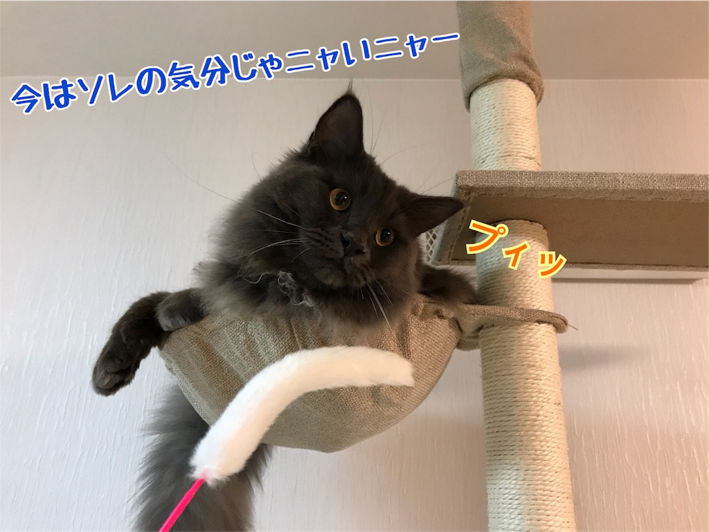 f:id:bellbelona39:20171105190656j:image f:id:bellbelona39:20171105190656j:image