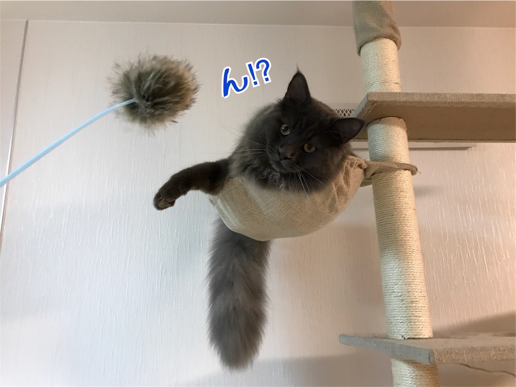 f:id:bellbelona39:20171105190738j:image f:id:bellbelona39:20171105190738j:image