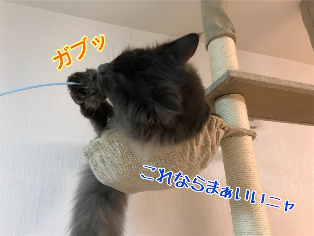 f:id:bellbelona39:20171105190749j:image f:id:bellbelona39:20171105190749j:image