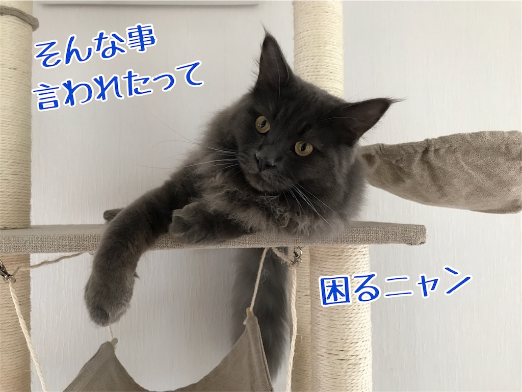 f:id:bellbelona39:20171107201803j:image f:id:bellbelona39:20171107201803j:image