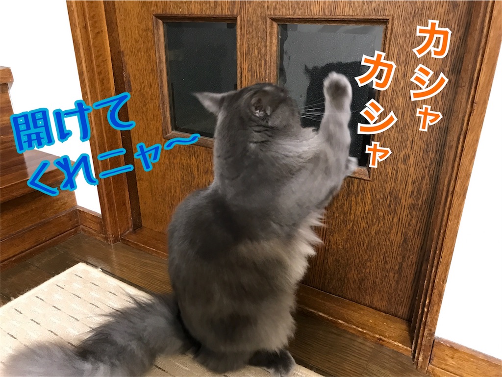 f:id:bellbelona39:20171111204037j:image f:id:bellbelona39:20171111204037j:image