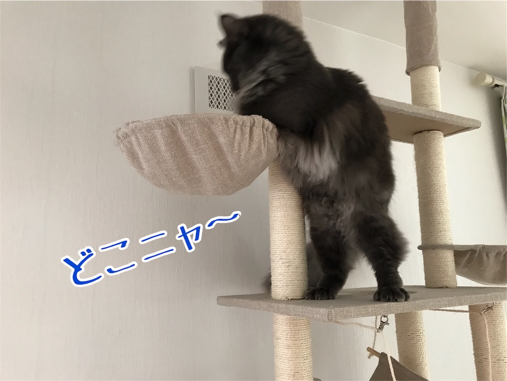 f:id:bellbelona39:20171112203754j:image f:id:bellbelona39:20171112203754j:image