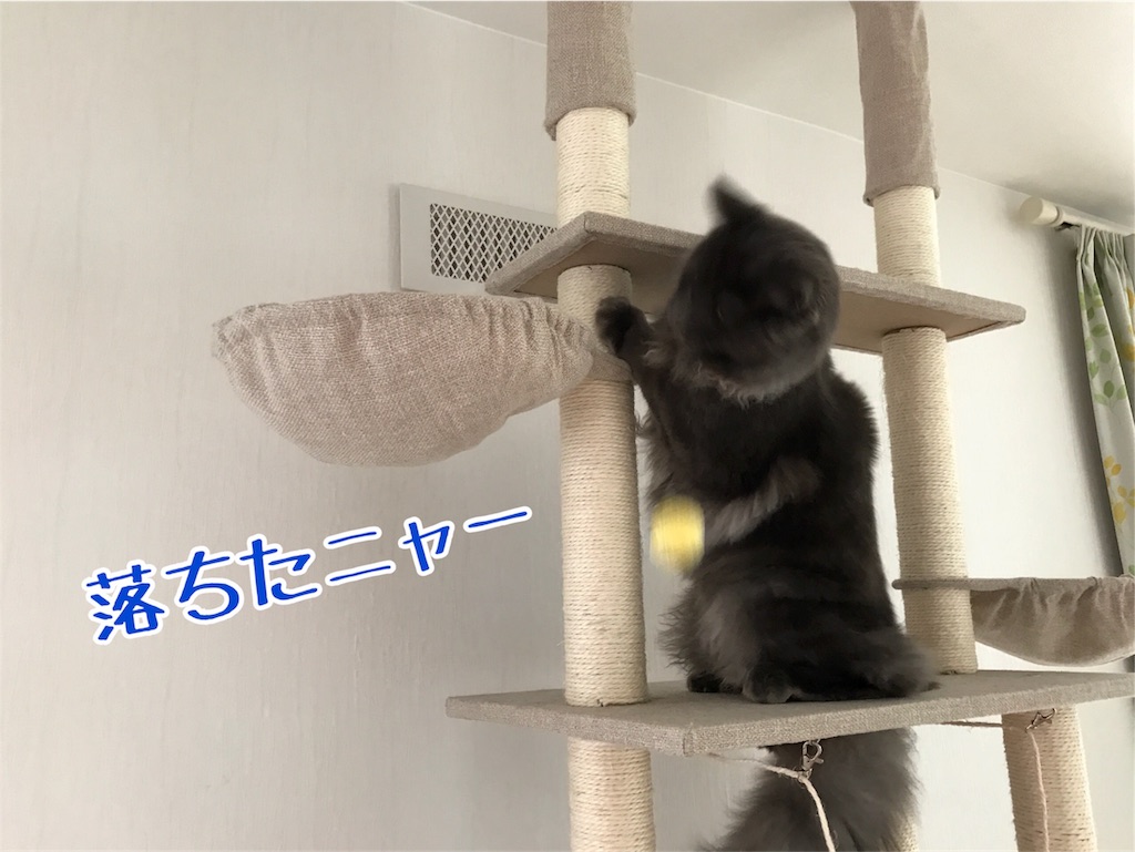 f:id:bellbelona39:20171112203815j:image f:id:bellbelona39:20171112203815j:image