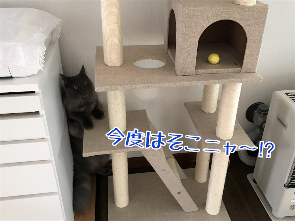 f:id:bellbelona39:20171112203926j:image f:id:bellbelona39:20171112203926j:image