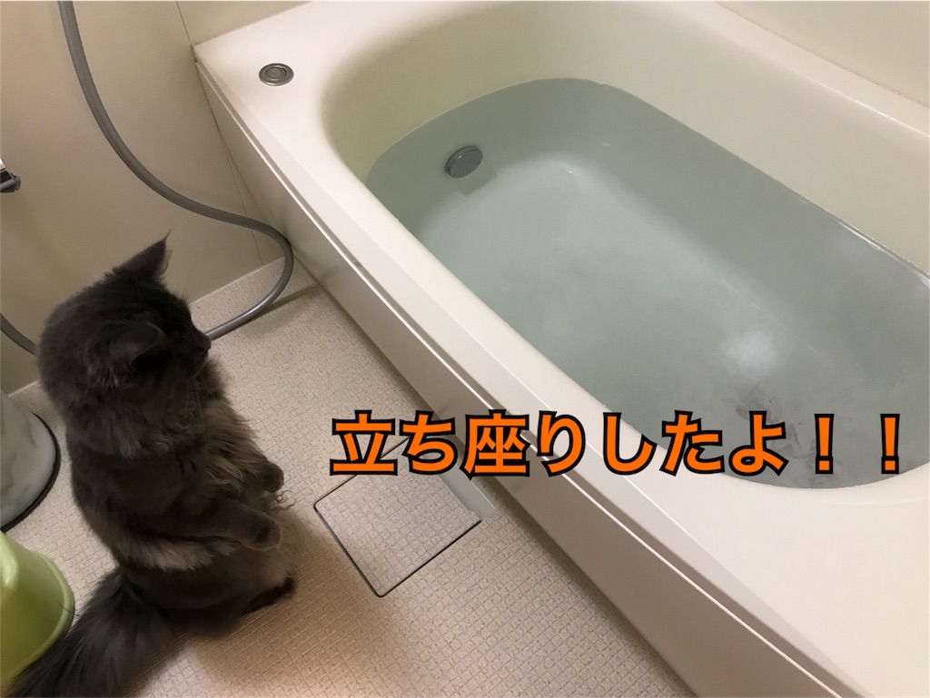 f:id:bellbelona39:20171114220936j:image f:id:bellbelona39:20171114220936j:image