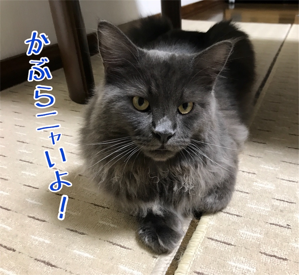 f:id:bellbelona39:20171120205404j:image f:id:bellbelona39:20171120205404j:image