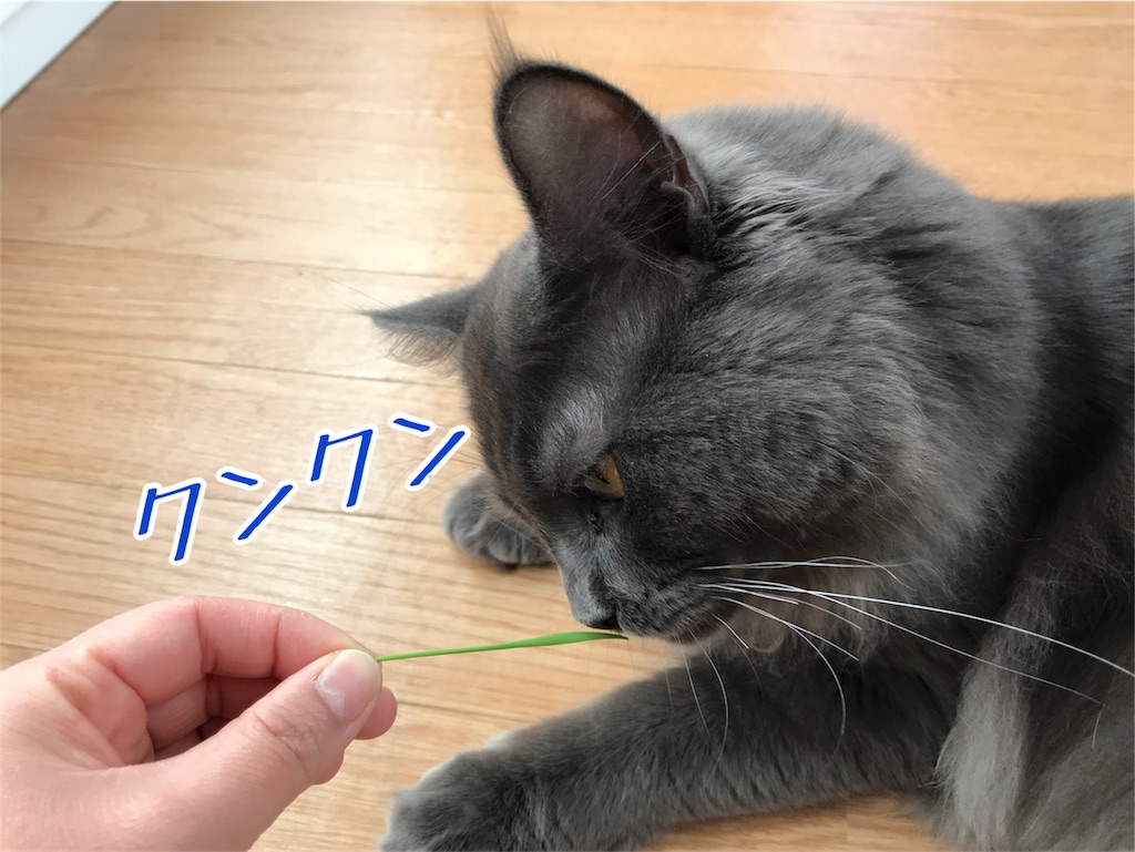 f:id:bellbelona39:20171121213758j:image f:id:bellbelona39:20171121213758j:image
