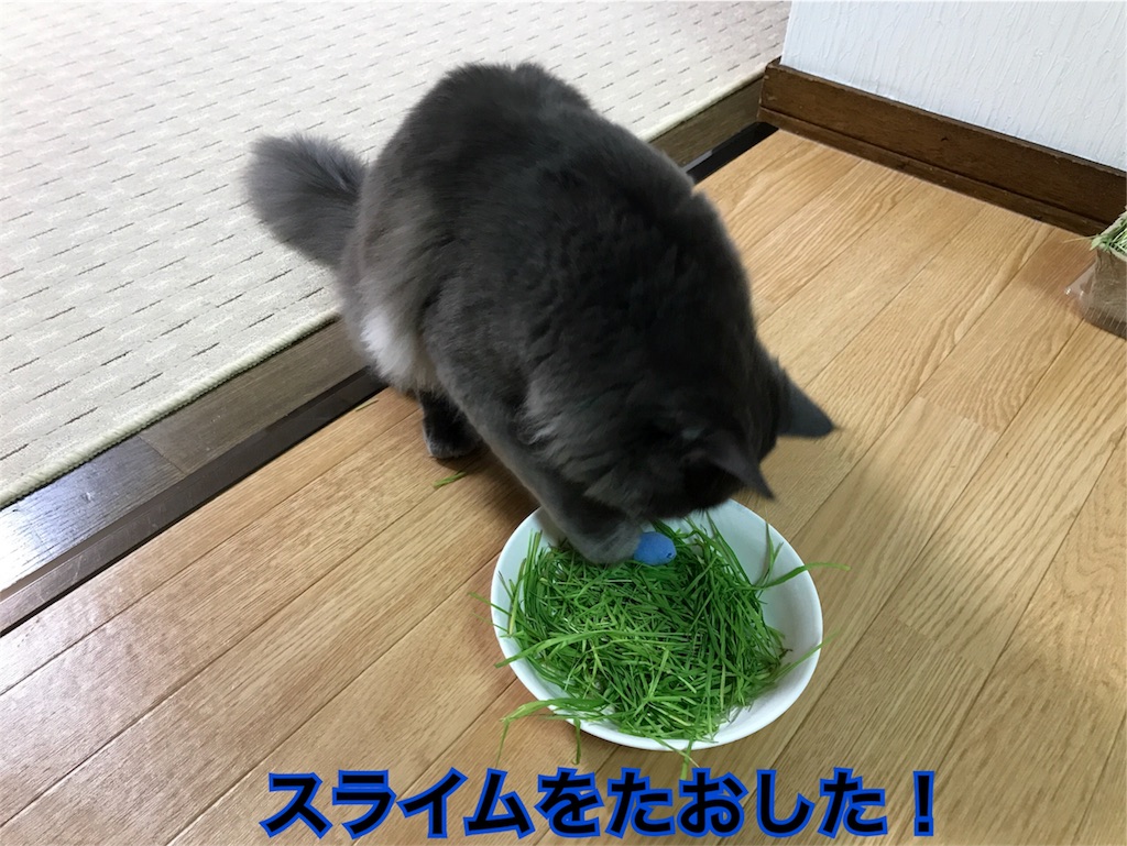f:id:bellbelona39:20171129213950j:image