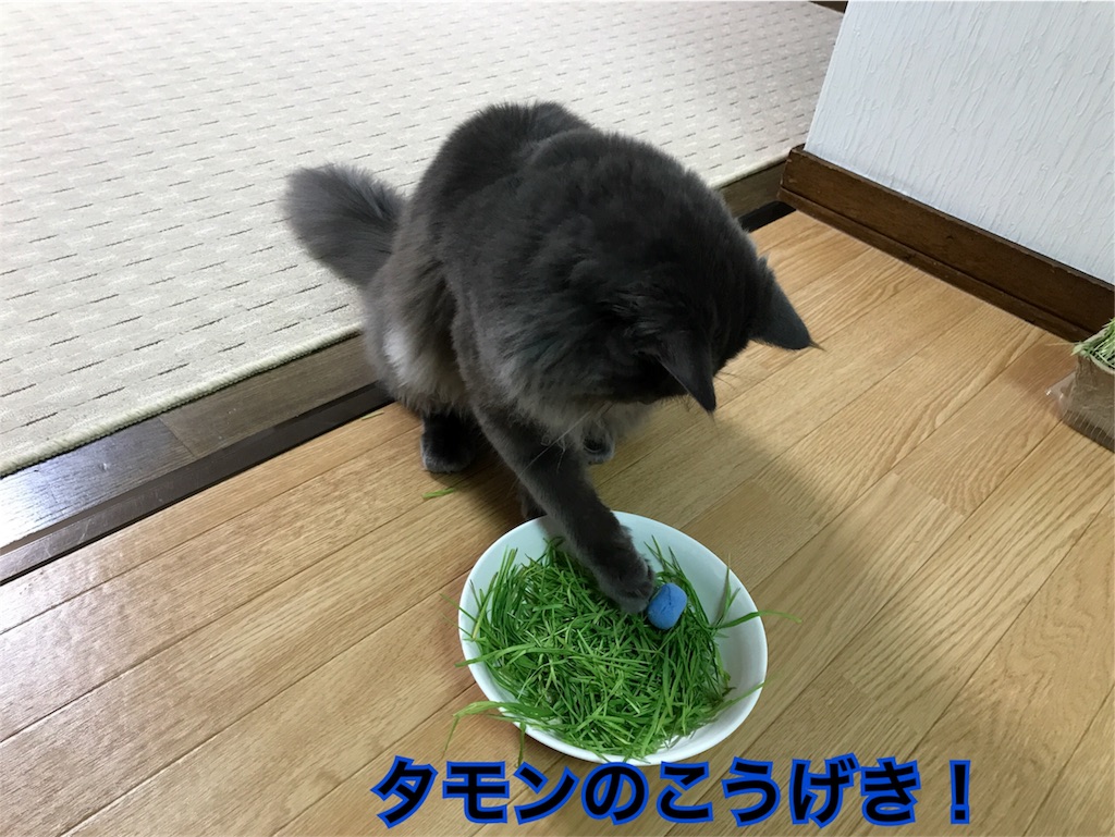 f:id:bellbelona39:20171129215419j:image