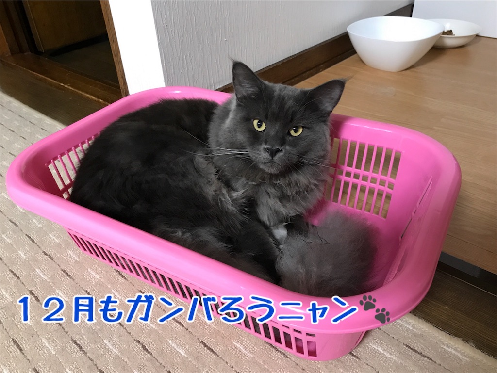 f:id:bellbelona39:20171201224349j:image