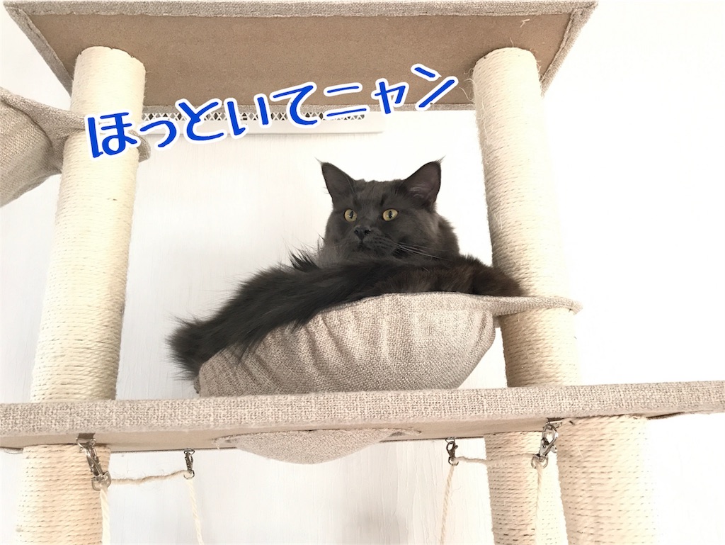 f:id:bellbelona39:20171216200252j:image