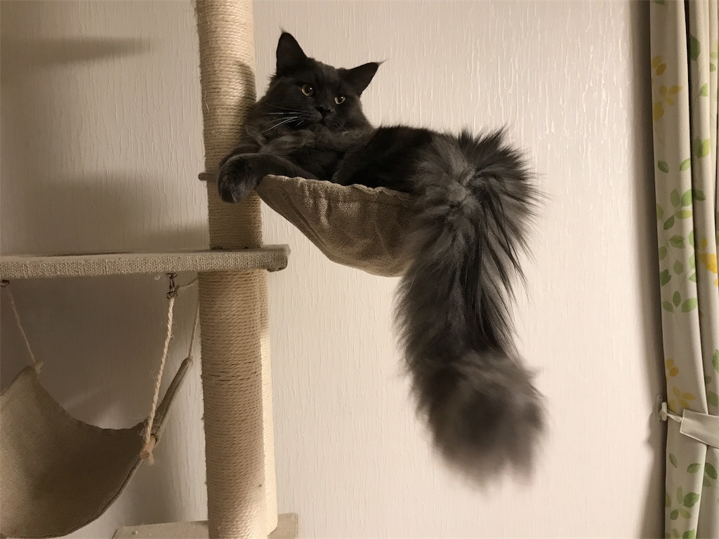 f:id:bellbelona39:20171216201555j:image