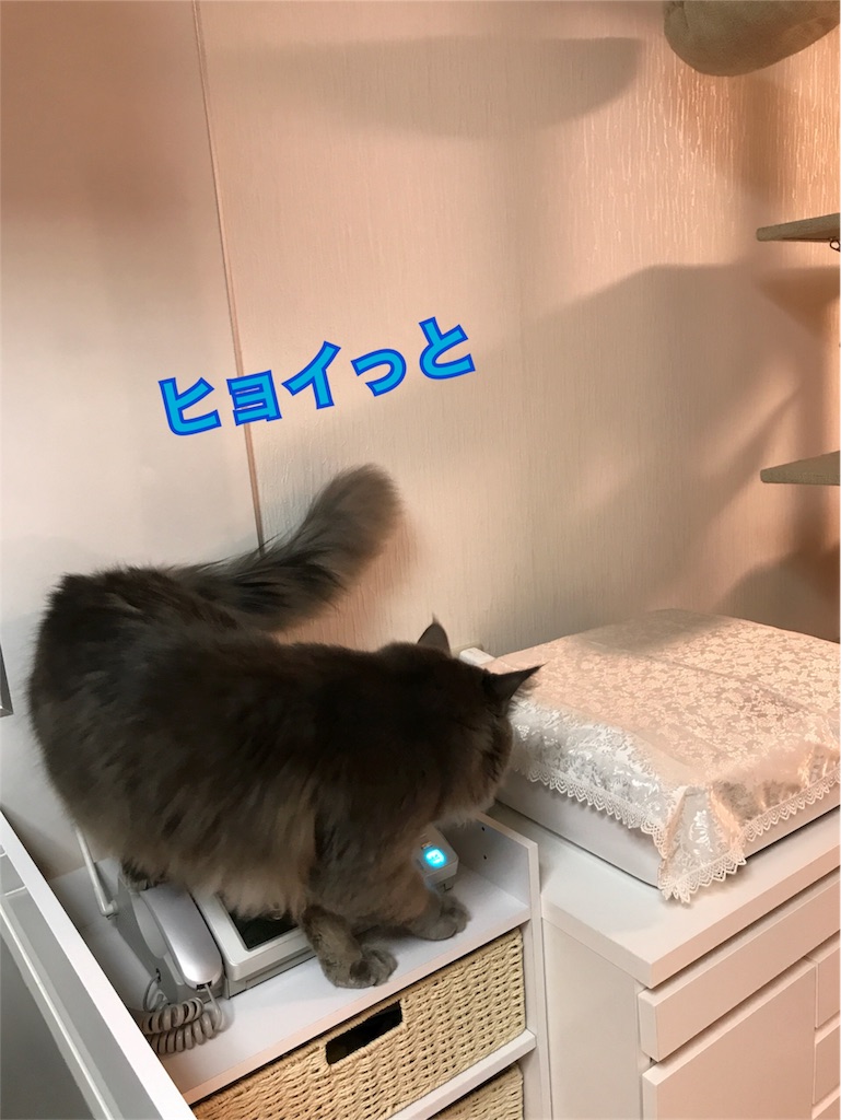 f:id:bellbelona39:20171220202207j:image