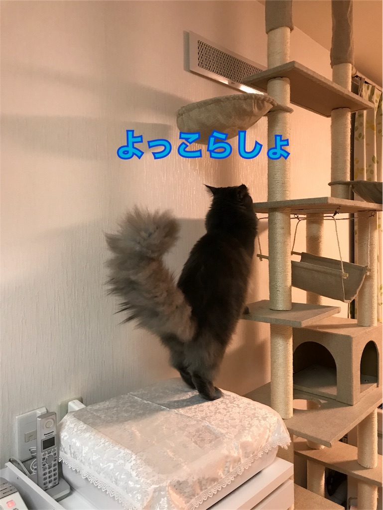 f:id:bellbelona39:20171220202406j:image
