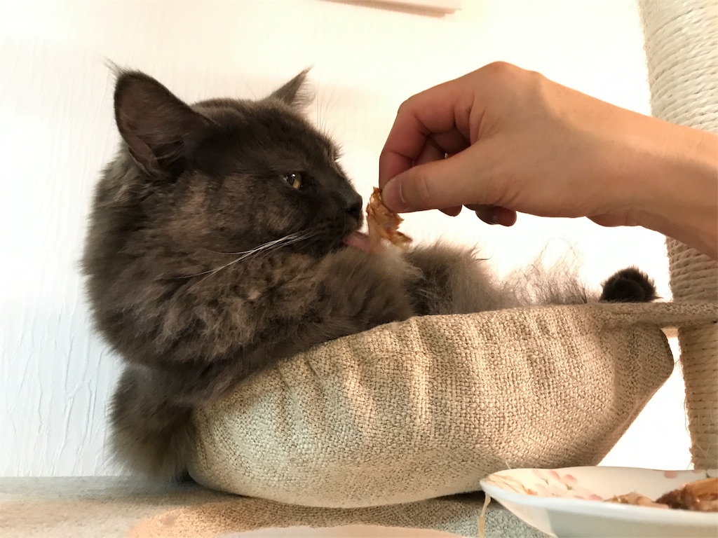 f:id:bellbelona39:20171231104627j:image f:id:bellbelona39:20171231104627j:image