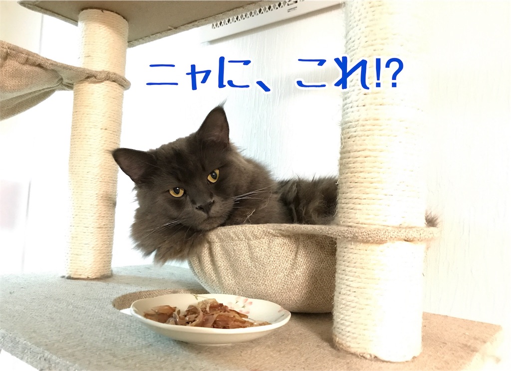 f:id:bellbelona39:20171231131403j:image f:id:bellbelona39:20171231131403j:image