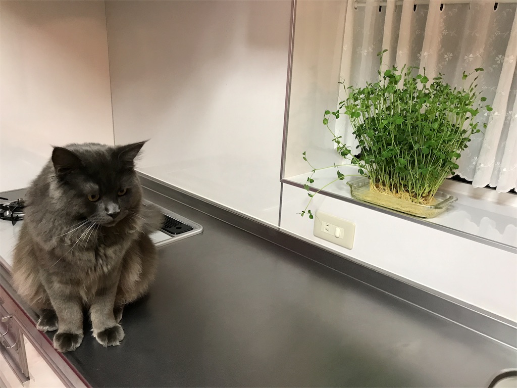 f:id:bellbelona39:20180105214155j:image f:id:bellbelona39:20180105214155j:image