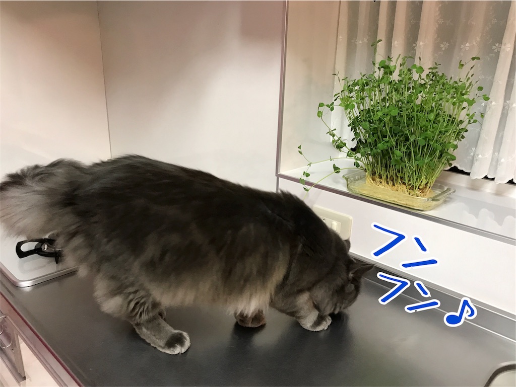 f:id:bellbelona39:20180105214215j:image f:id:bellbelona39:20180105214215j:image