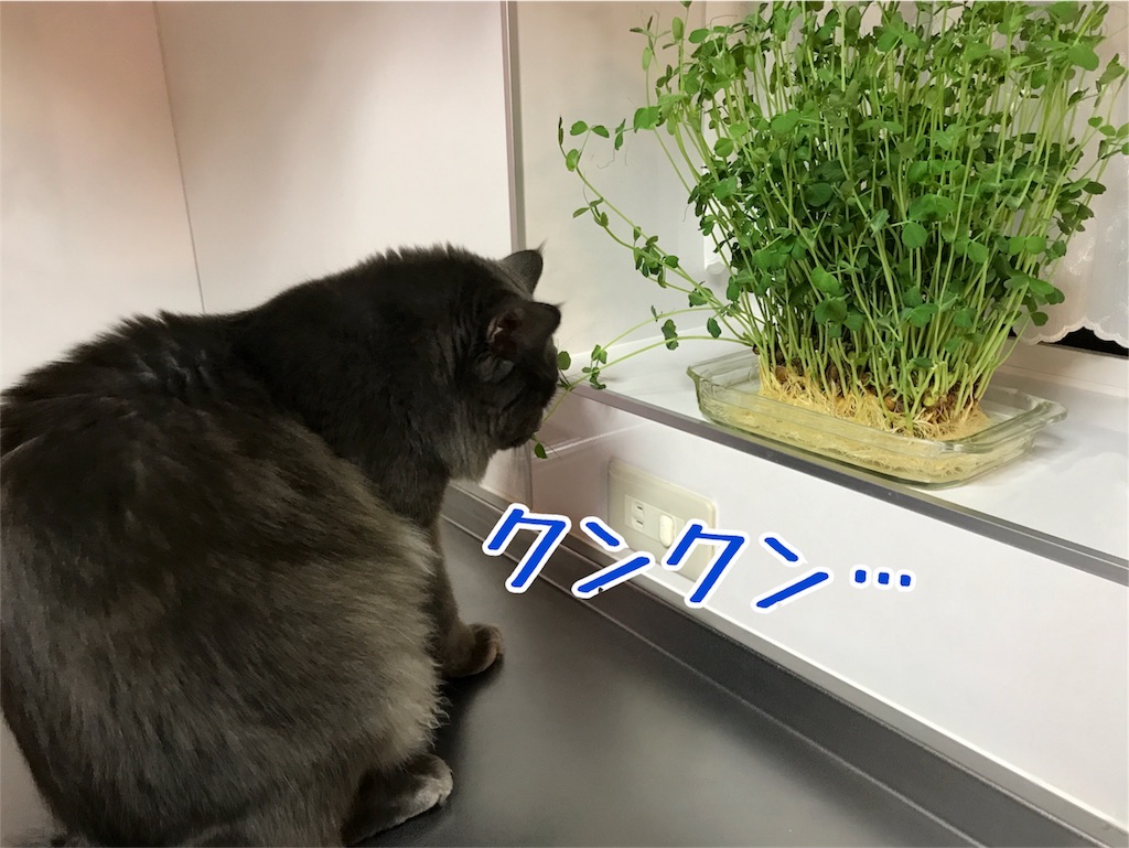 f:id:bellbelona39:20180105214436j:image f:id:bellbelona39:20180105214436j:image