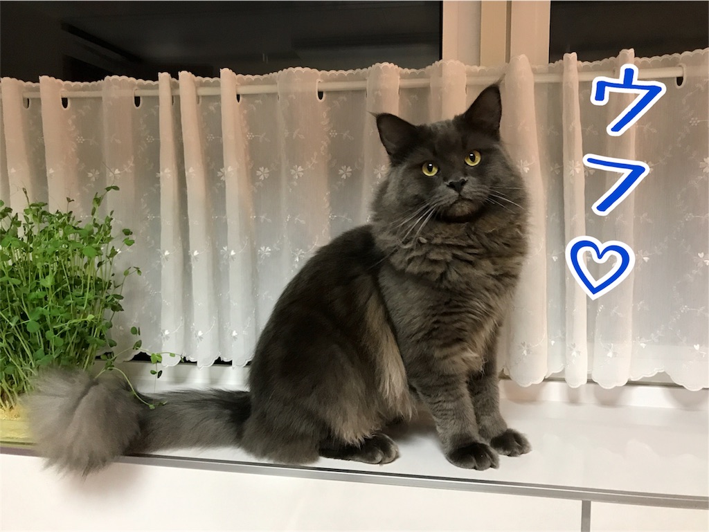 f:id:bellbelona39:20180105214535j:image f:id:bellbelona39:20180105214535j:image