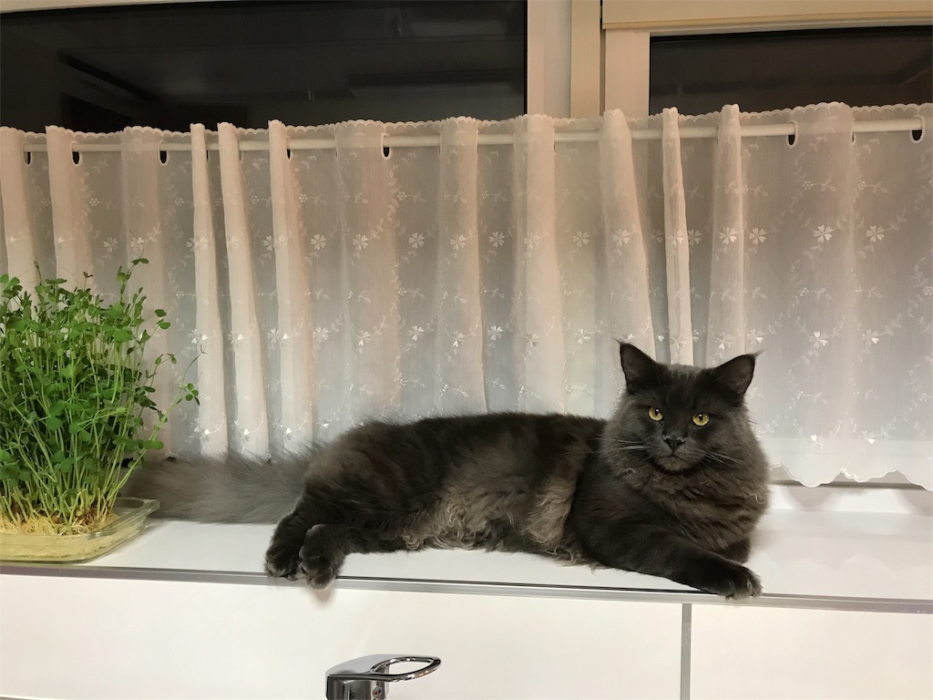 f:id:bellbelona39:20180105214959j:image f:id:bellbelona39:20180105214959j:image