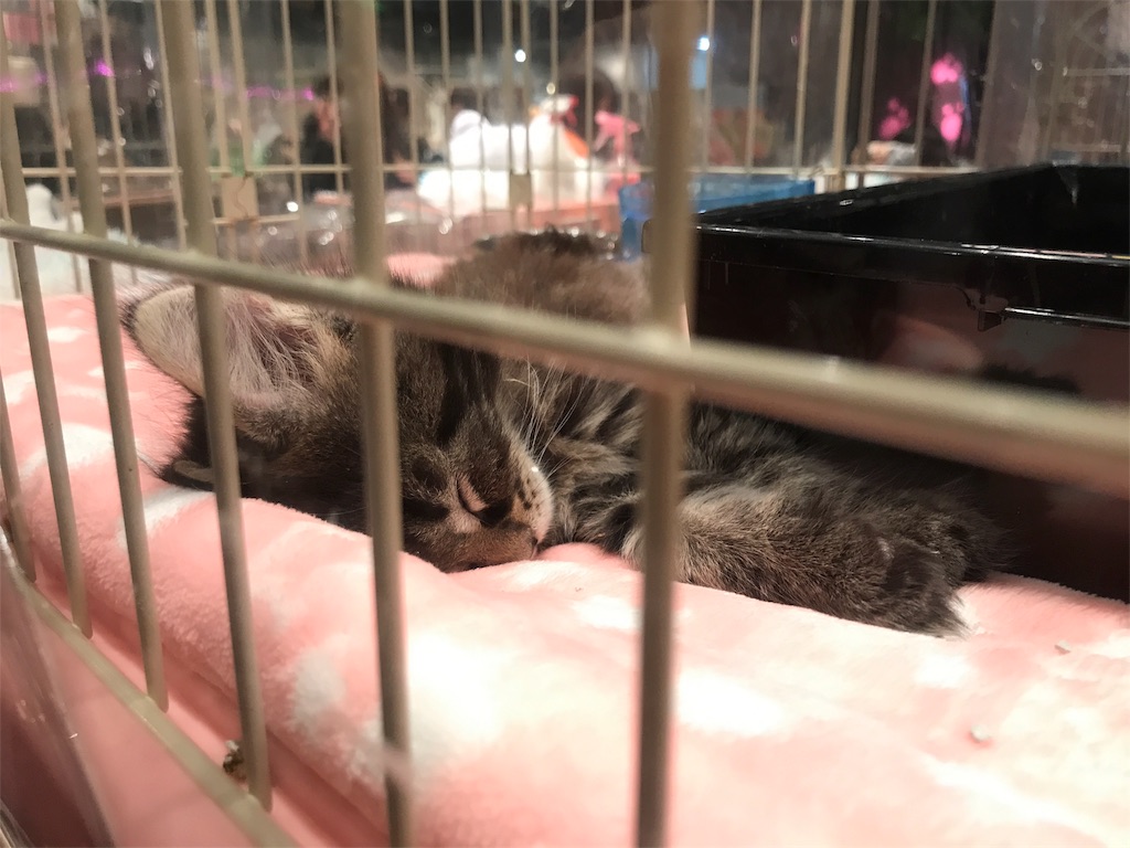 f:id:bellbelona39:20180107170343j:image