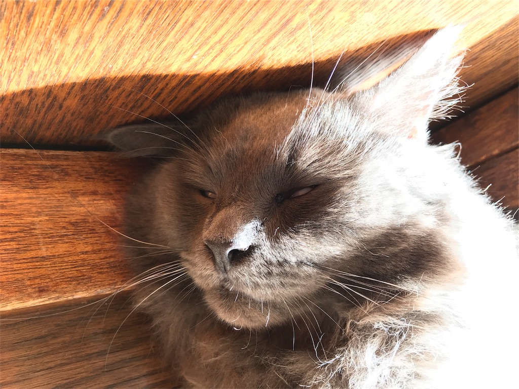 f:id:bellbelona39:20180110070458j:image