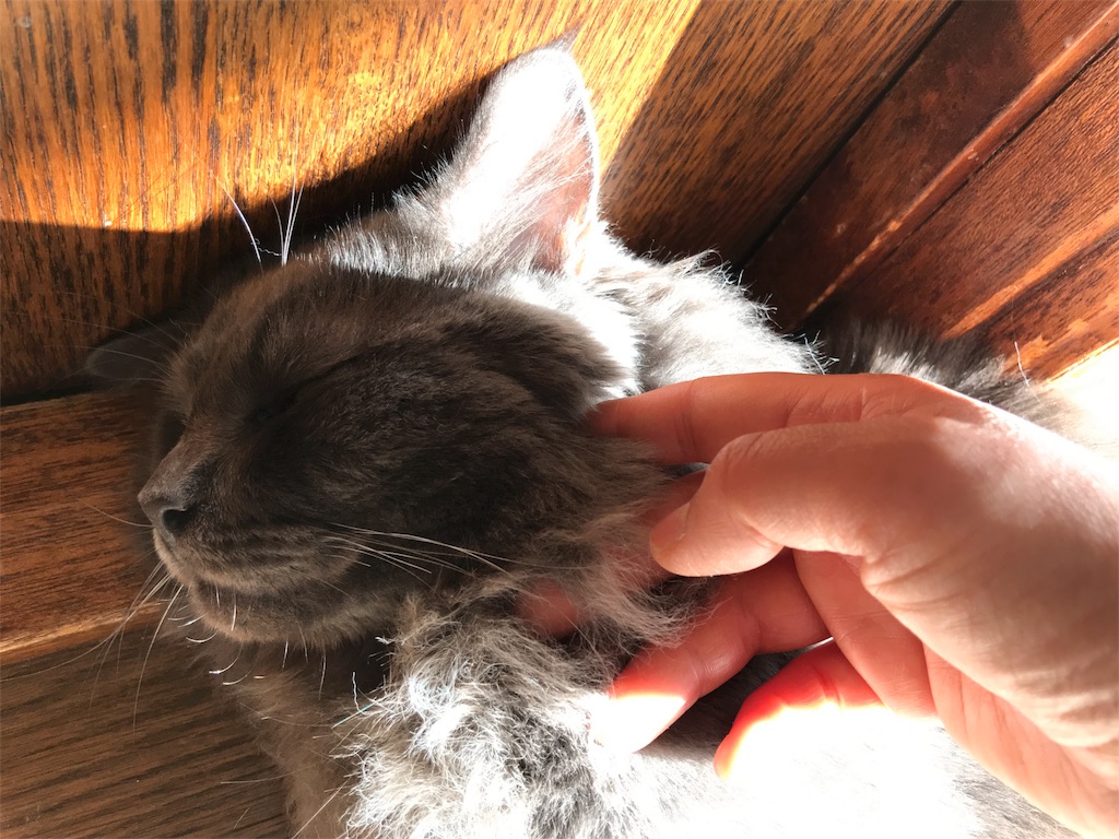 f:id:bellbelona39:20180110070638j:image