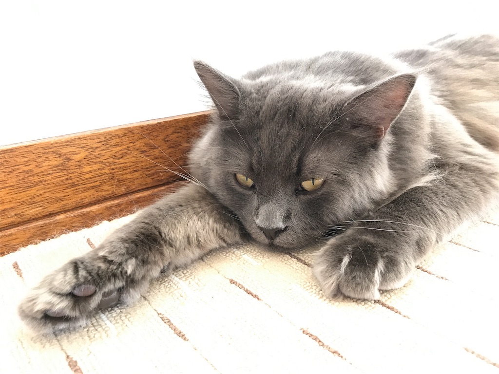 f:id:bellbelona39:20180110072755j:image