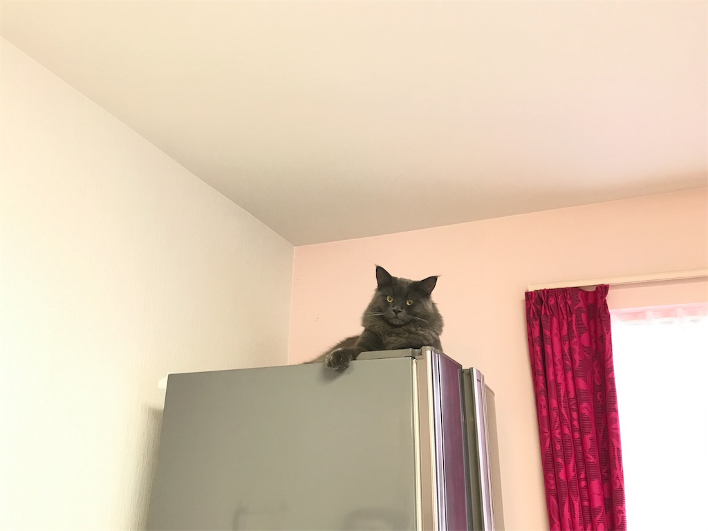 f:id:bellbelona39:20180111074748j:image