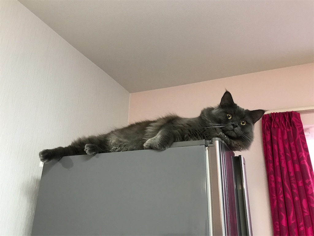 f:id:bellbelona39:20180111075254j:image