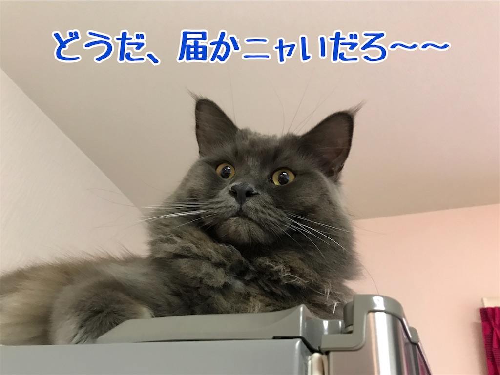 f:id:bellbelona39:20180111075508j:image