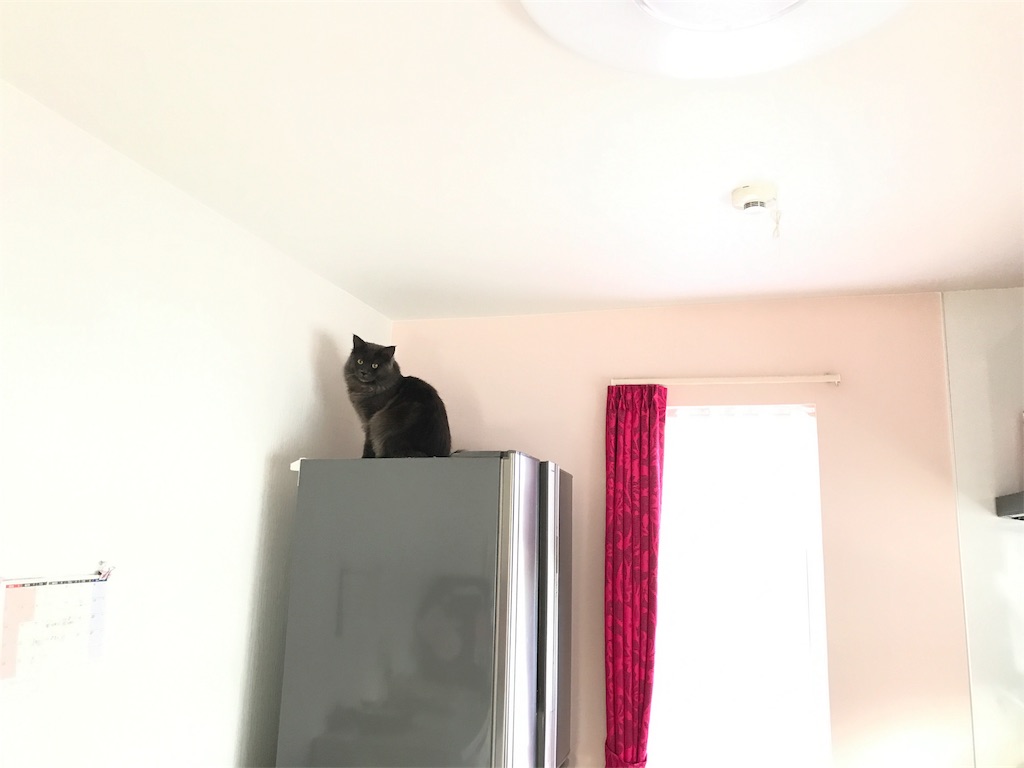 f:id:bellbelona39:20180111075701j:image