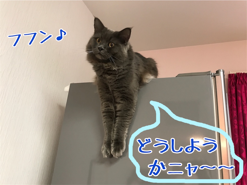 f:id:bellbelona39:20180111080813j:image