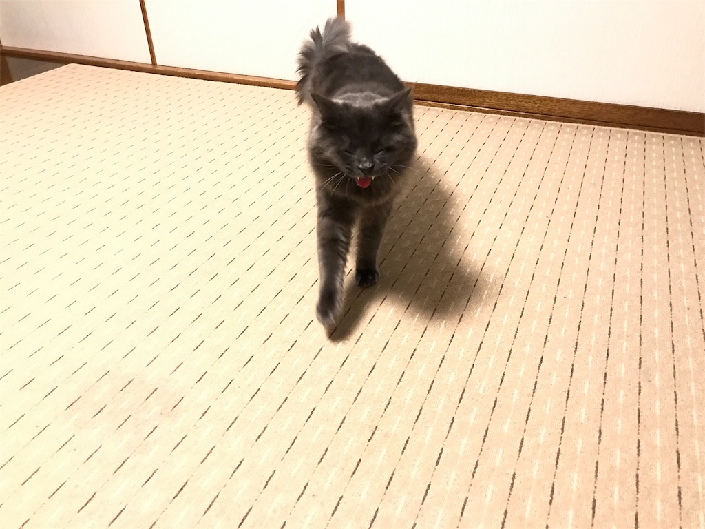 f:id:bellbelona39:20180112081043j:image