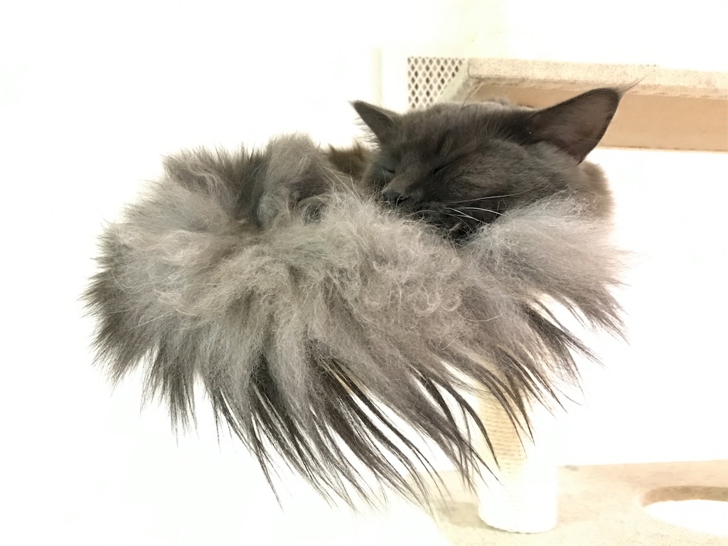 f:id:bellbelona39:20180113080350j:image f:id:bellbelona39:20180113080350j:image