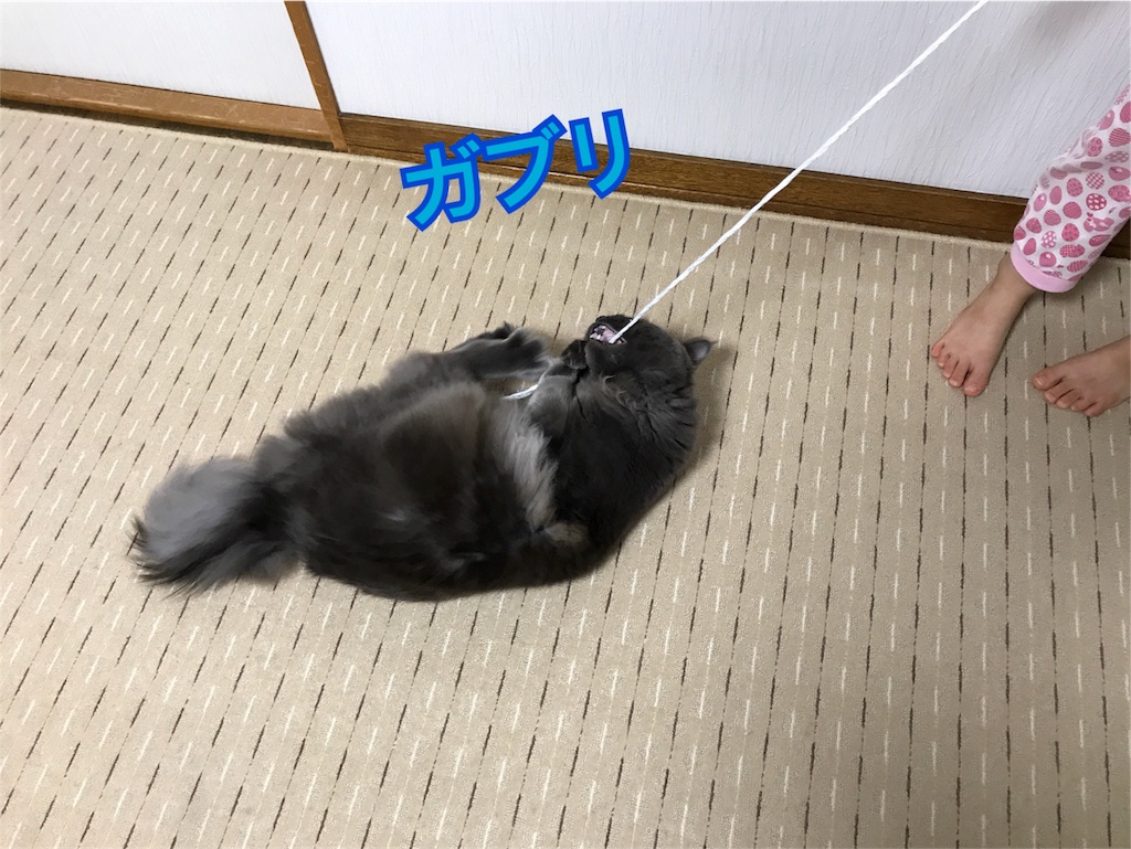 f:id:bellbelona39:20180118084321j:image