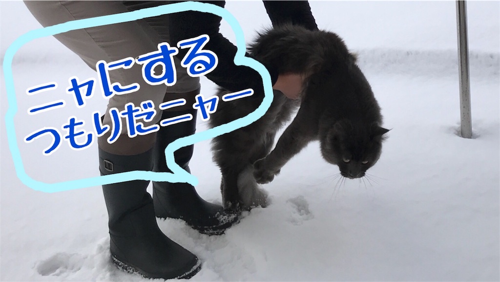 f:id:bellbelona39:20180121100935j:image f:id:bellbelona39:20180121100935j:image