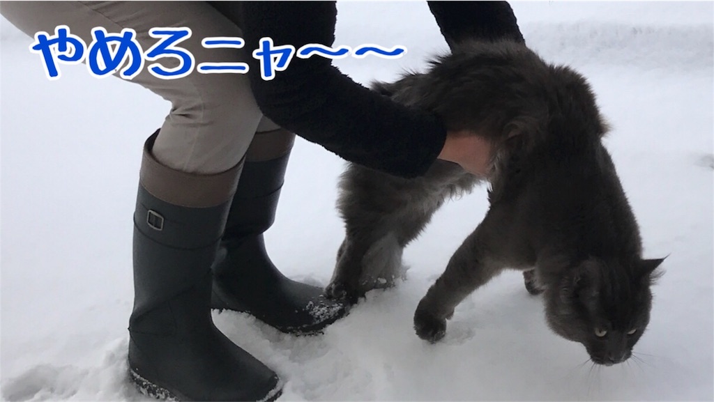 f:id:bellbelona39:20180121100944j:image f:id:bellbelona39:20180121100944j:image